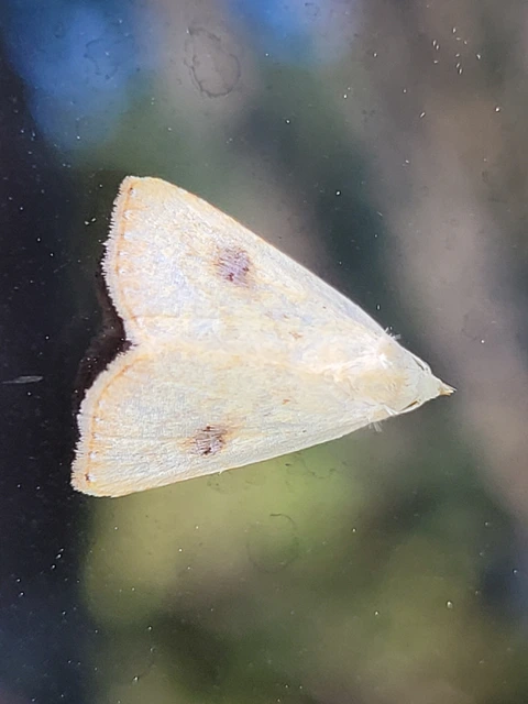 Rivula sericealis - selymes lórombagoly