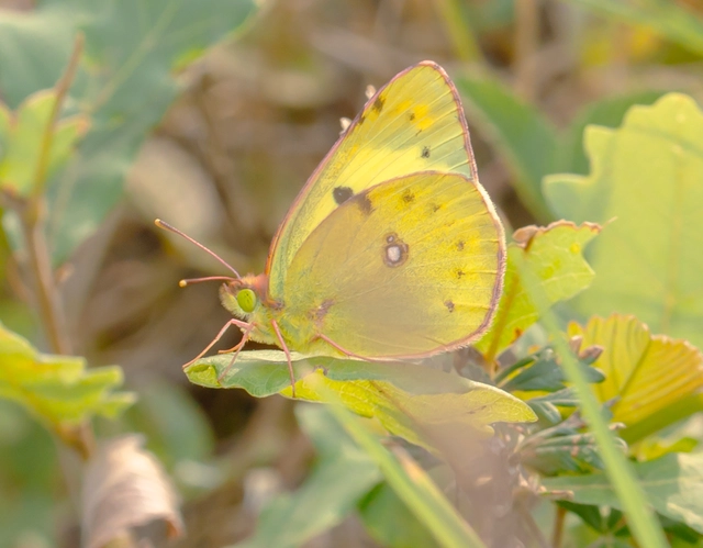 Colias alfacariensis - déli kéneslepke