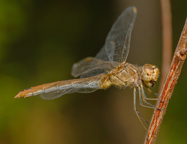 Sympetrum meridionale - fakó katona-szitakötő