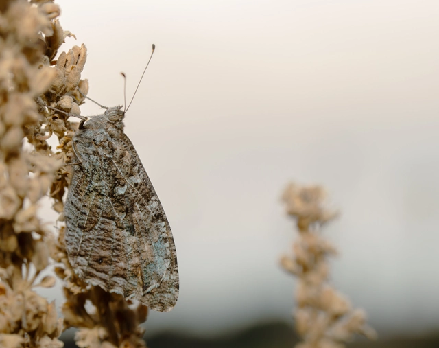 Hipparchia semele - barna szemeslepke