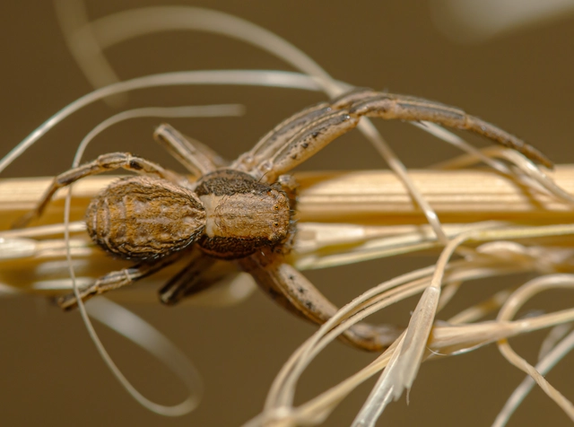 Spiracme striatipes - csíkoslábú karolópók