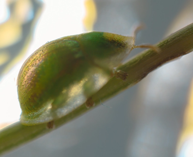 Cassida Cassida