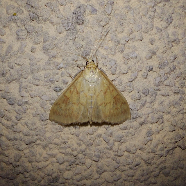 Ostrinia nubilalis - kukoricamoly