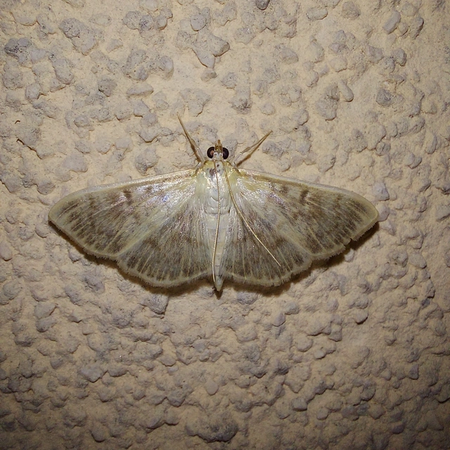 Patania ruralis - csalánevő tűzmoly