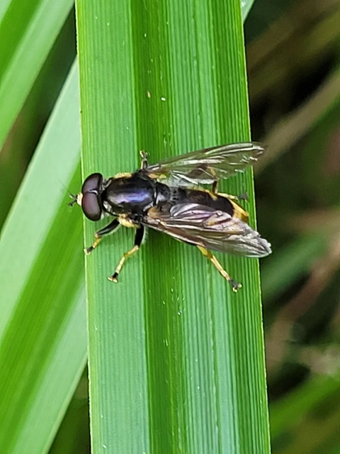Xylota