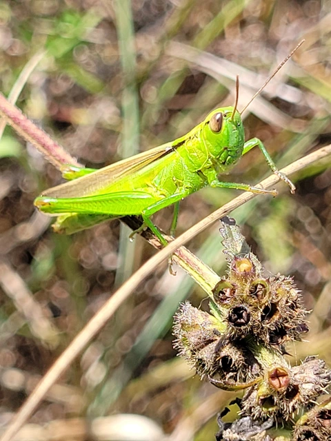 Mecostethus parapleurus - hagymazöld sáska