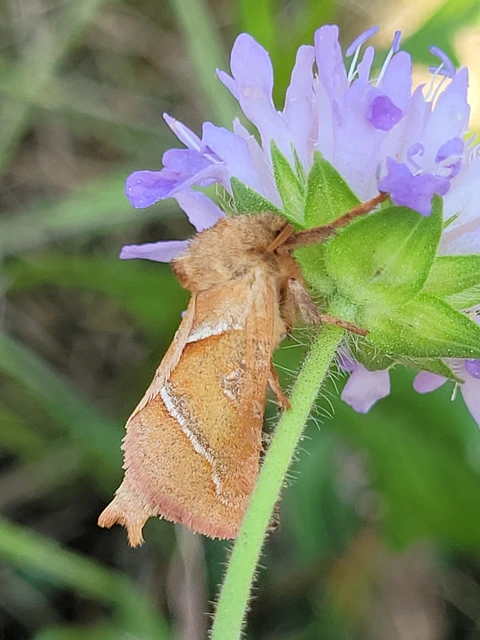 Triodia sylvina - kis gyökérrágólepke
