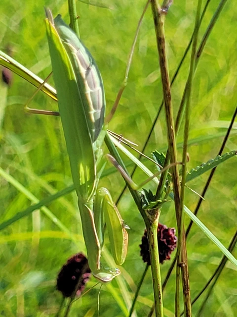 Mantis religiosa - imádkozósáska