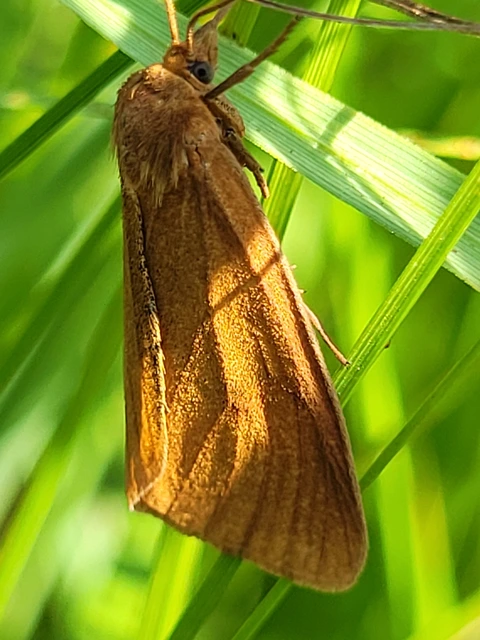 Diacrisia sannio - vörösszélű medvelepke
