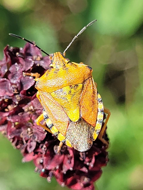 Carpocoris Carpocoris