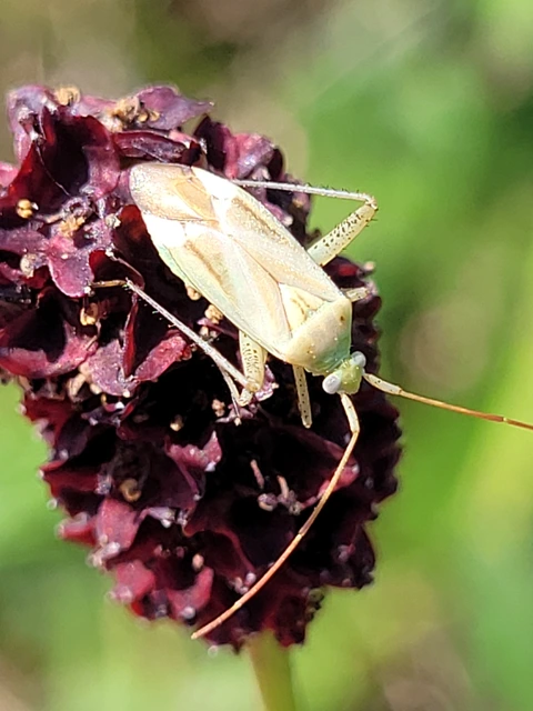 Adelphocoris lineolatus - lucernapoloska