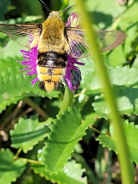 Hemaris tityus - pöszörszender Hemaris tityus - pöszörszender