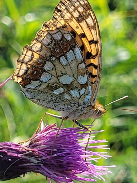 Argynnis adippe - ezüstös gyöngyházlepke