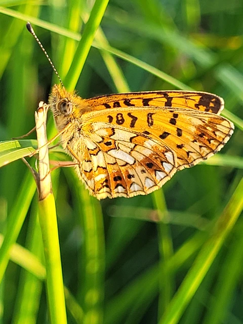 Boloria selene - fakó gyöngyházlepke