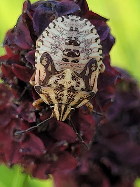 Carpocoris Carpocoris