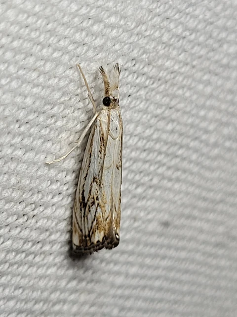 Catoptria falsella - hálós fűgyökérmoly