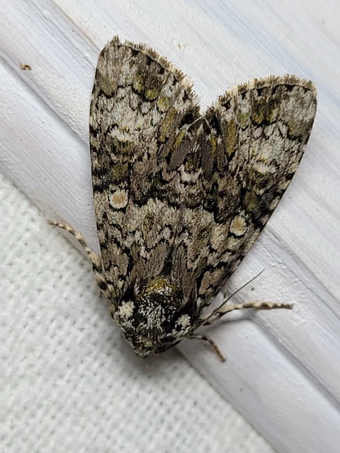 Craniophora ligustri - fagyalbagoly