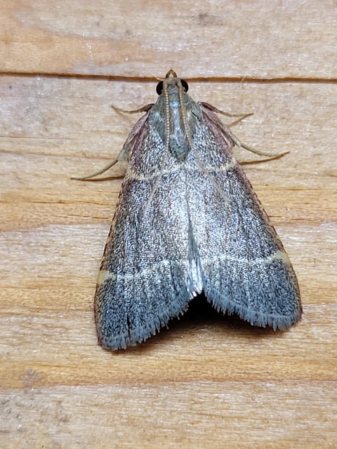 Hypsopygia glaucinalis - rezes fényilonca