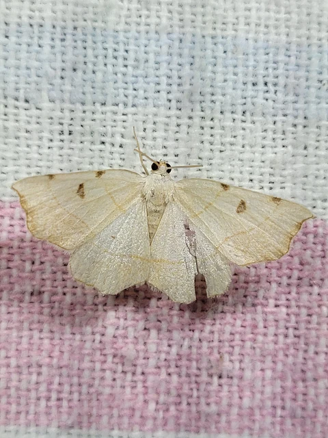 Eilicrinia trinotata - háromjegyű araszoló