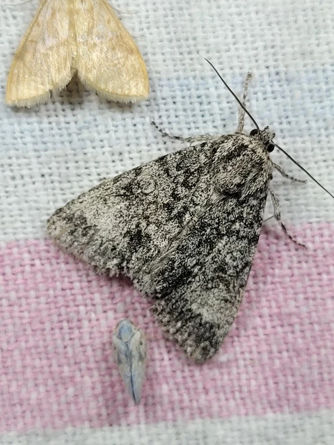 Acronicta megacephala - nagyfejű szigonyosbagoly
