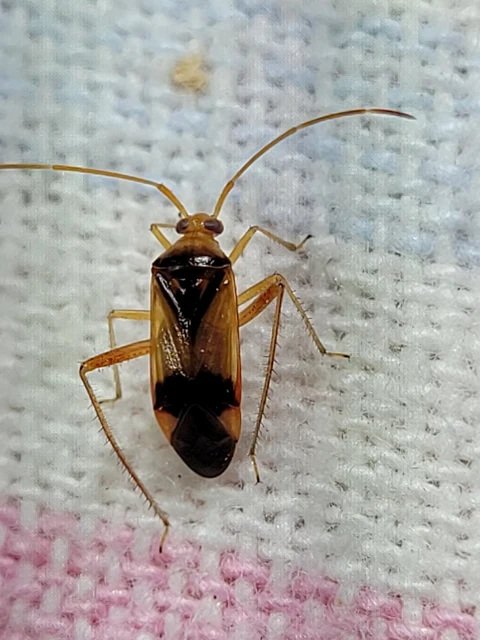 Megacoelum