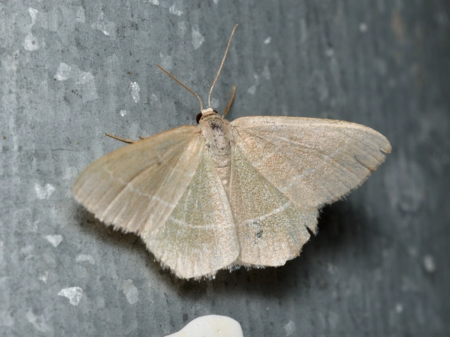 Chlorissa viridata/cloraria