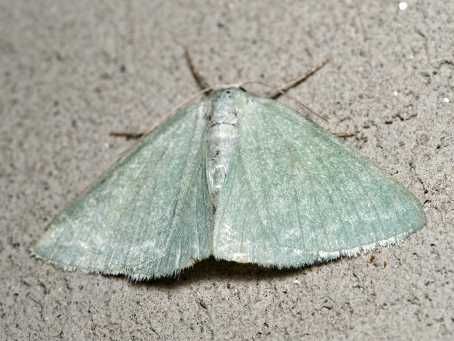Pseudoterpna pruinata - hamvas zöldaraszoló