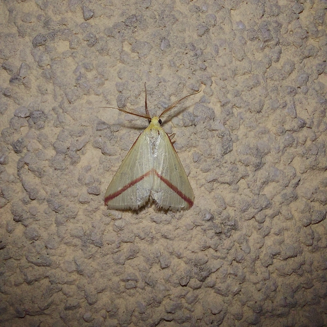Rhodometra sacraria - rózsacsíkos araszoló