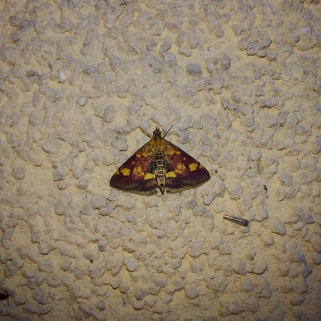 Pyrausta aurata - aranyló bíbormoly