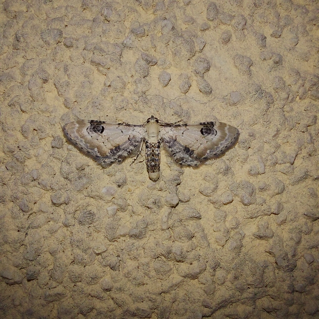 Eupithecia centaureata - búzavirág-törpearaszoló