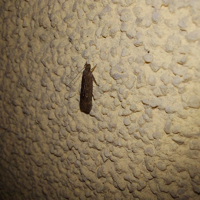 Helcystogramma triannulella - szuláksodró lápimoly