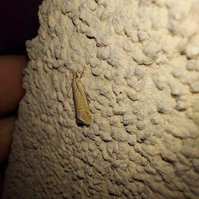 Euchromius ocellea - ezüstcsíkos mozaikmoly