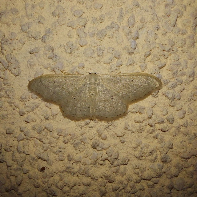 Idaea straminata - szalmasárga sávosaraszoló