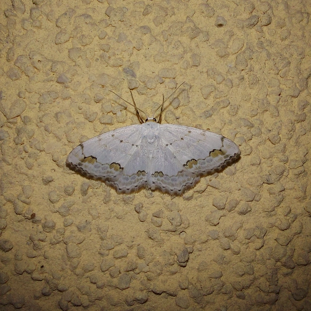Scopula ornata - díszes fehéraraszoló