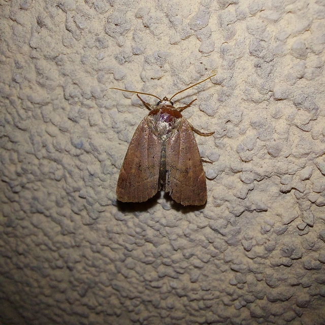 Cosmia affinis - barna lombbagoly