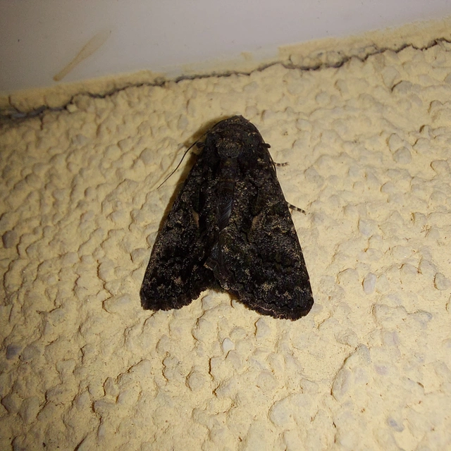 Anophia leucomelas - déli folyófűbagoly