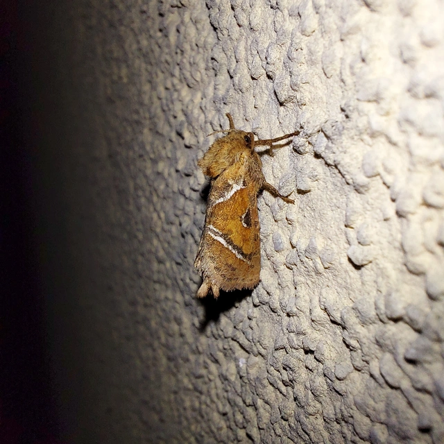 Triodia sylvina - kis gyökérrágólepke