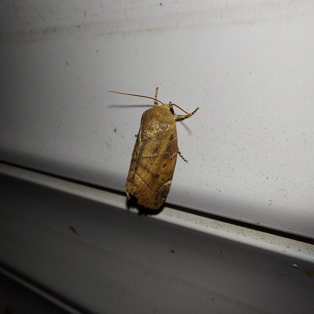 Cosmia affinis - barna lombbagoly