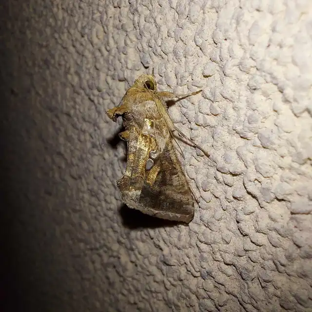 Chrysodeixis chalcites - déli aranybagoly