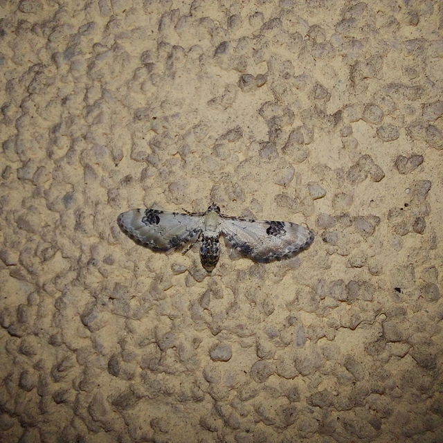 Eupithecia centaureata - búzavirág-törpearaszoló