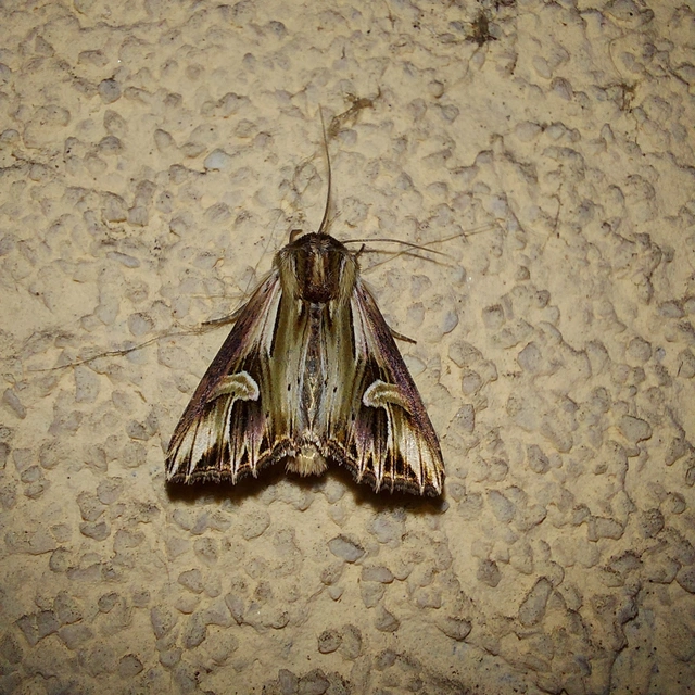Actinotia polyodon - nagy sugarasbagoly