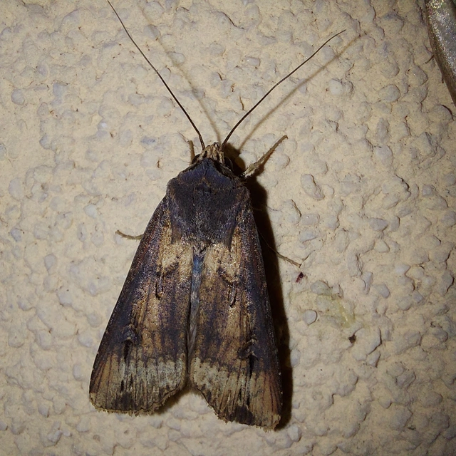 Agrotis ipsilon - nagy földibagoly