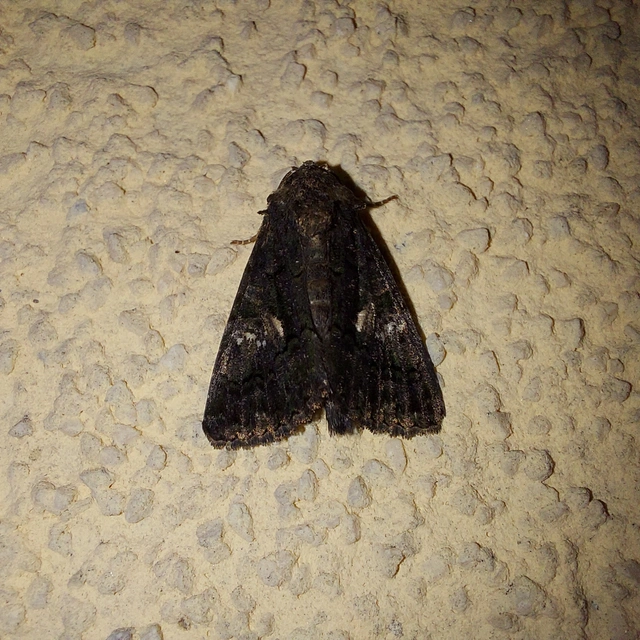 Anophia leucomelas - déli folyófűbagoly