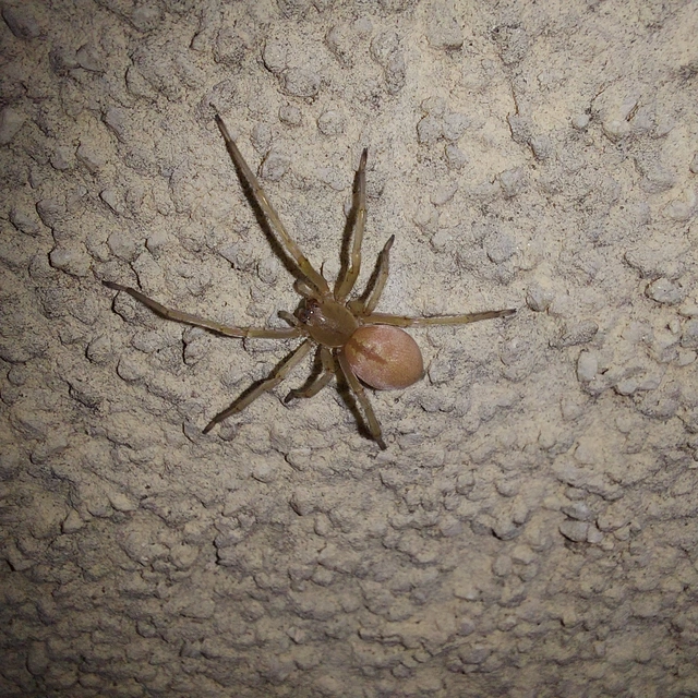Cheiracanthium