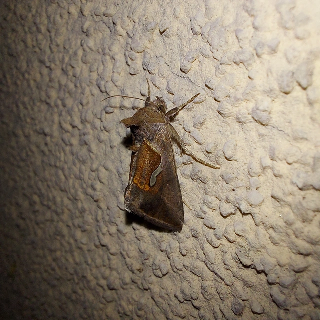 Macdunnoughia confusa - cseppfoltos ezüstbagoly
