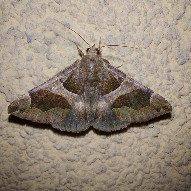 Dysgonia algira - déli porcelánbagoly