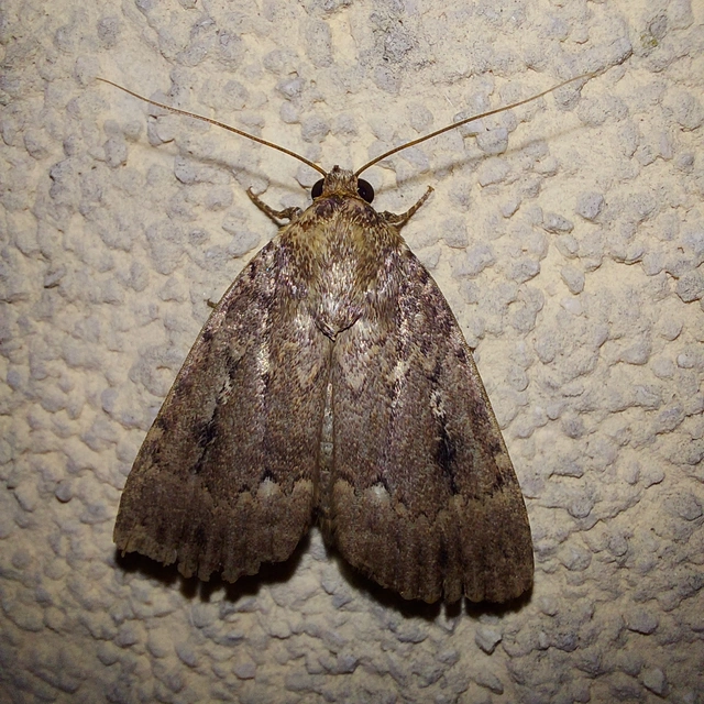 Amphipyra pyramidea - fahéjszínű bagoly