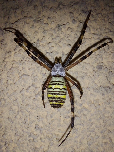 Argiope bruennichi - darázspók