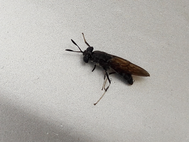 Hermetia illucens