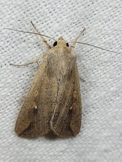 Mythimna unipuncta - hordabagoly
